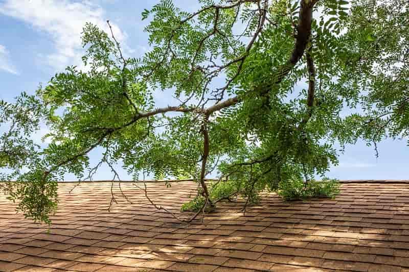 Tree branches hanging over roof.